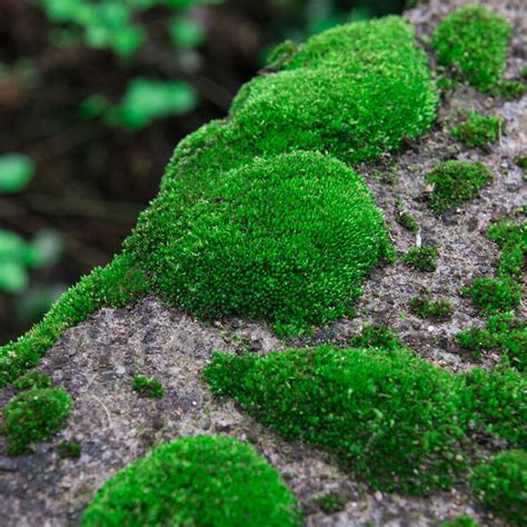 青苔 苔蘚|青苔（苔藓类植物）